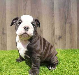 English Bulldog