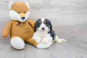 Cavapoo