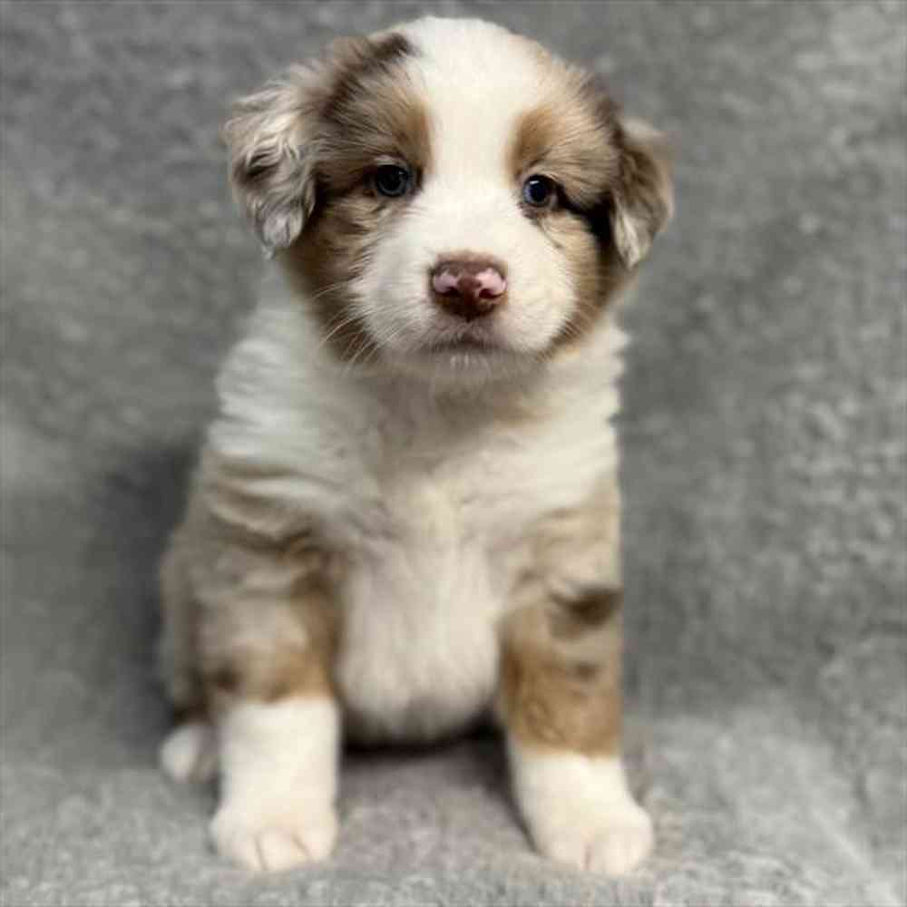 pet-img