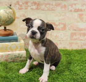 Boston Terrier