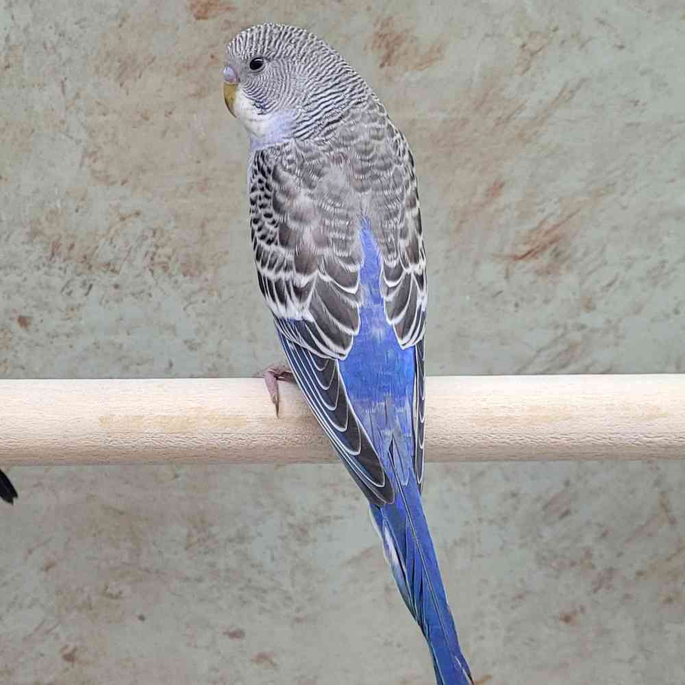 Parakeet