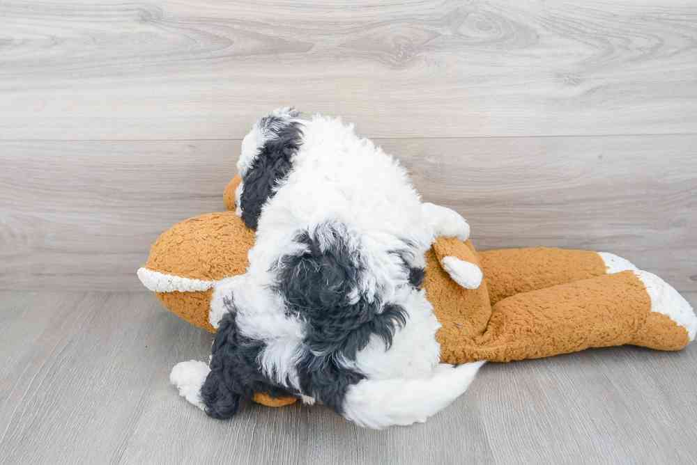 Female, Mini Bernedoodle, PV Pets