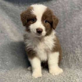 Mini Aussie