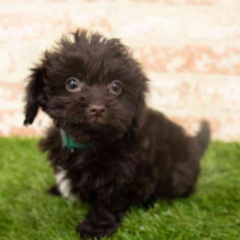 Female, Mini Poodle/ Mini Labradoodle, PV Pets