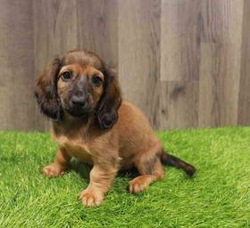 Dachshund