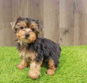 Yorkie