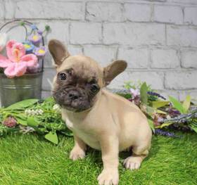 French Bulldog