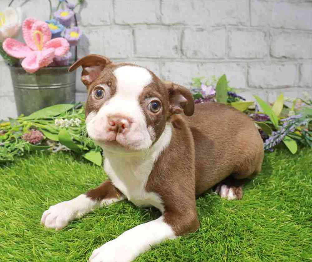 pet-img