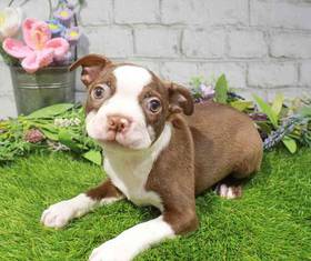 Boston Terrier