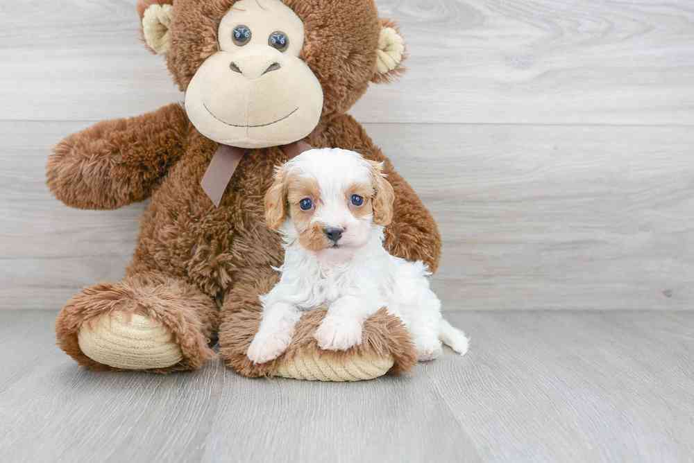 Female, Cavapoo, PV Pets