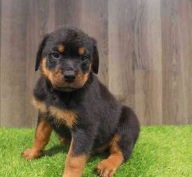 Rottweiler