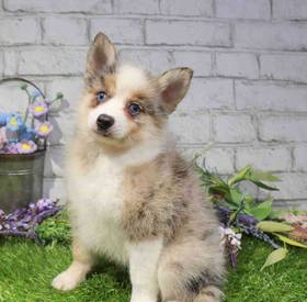 Pomsky