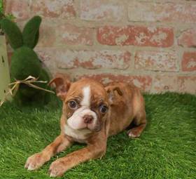 Boston Terrier