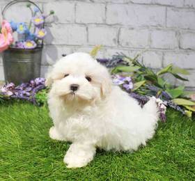 Maltese