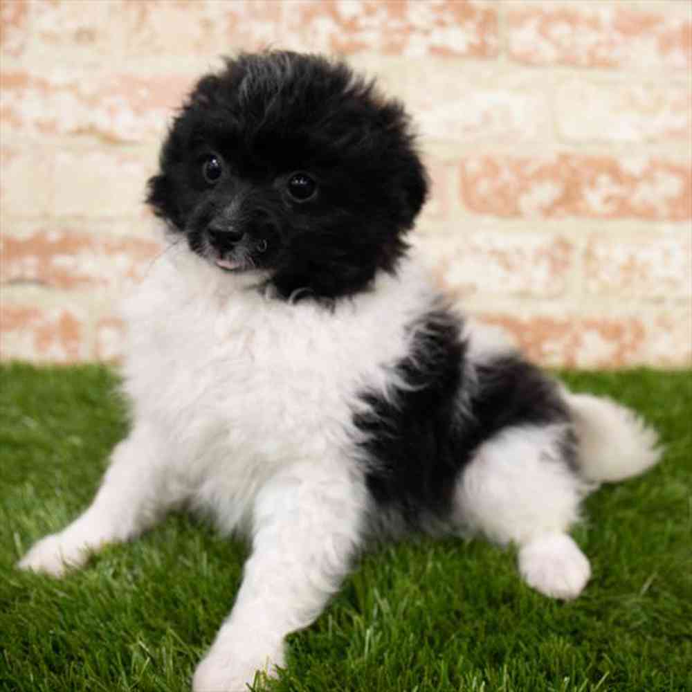 Male, Pom-A-Poo, PV Pets