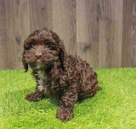 Cockapoo