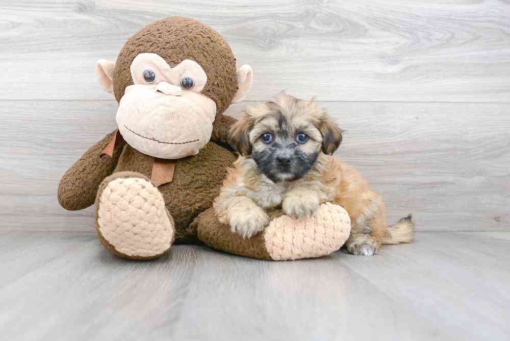 Female, Teddy Bear, PV Pets