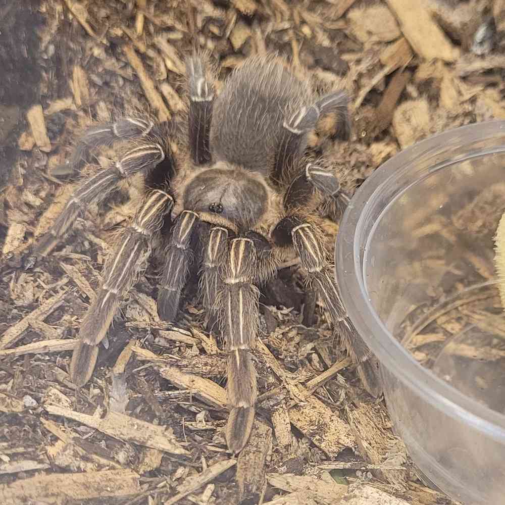 Stripe Knee Tarantula