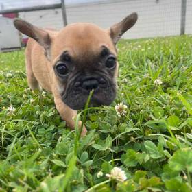 French Bulldog