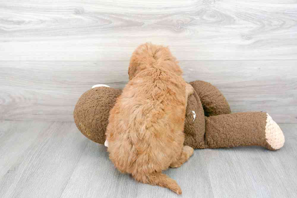 Male, Mini Goldendoodle, PV Pets