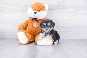 Morkie
