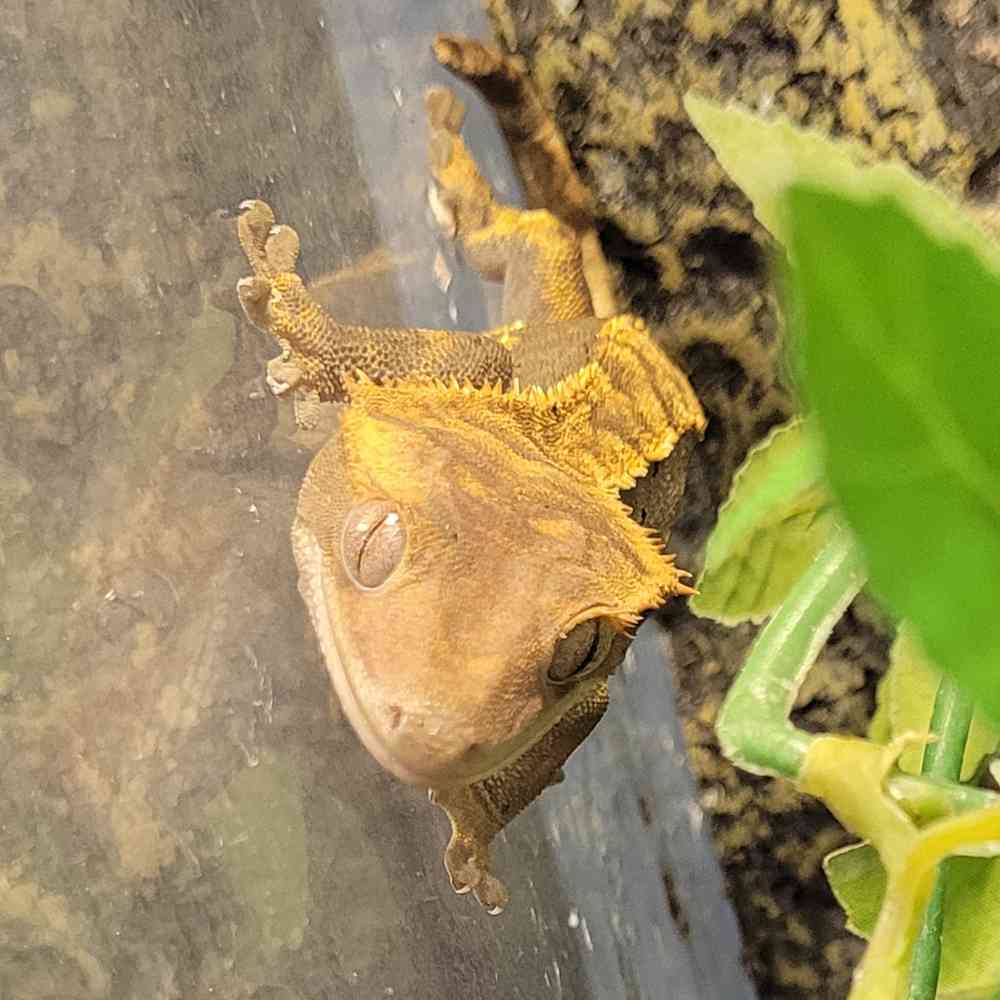 Crested Gecko