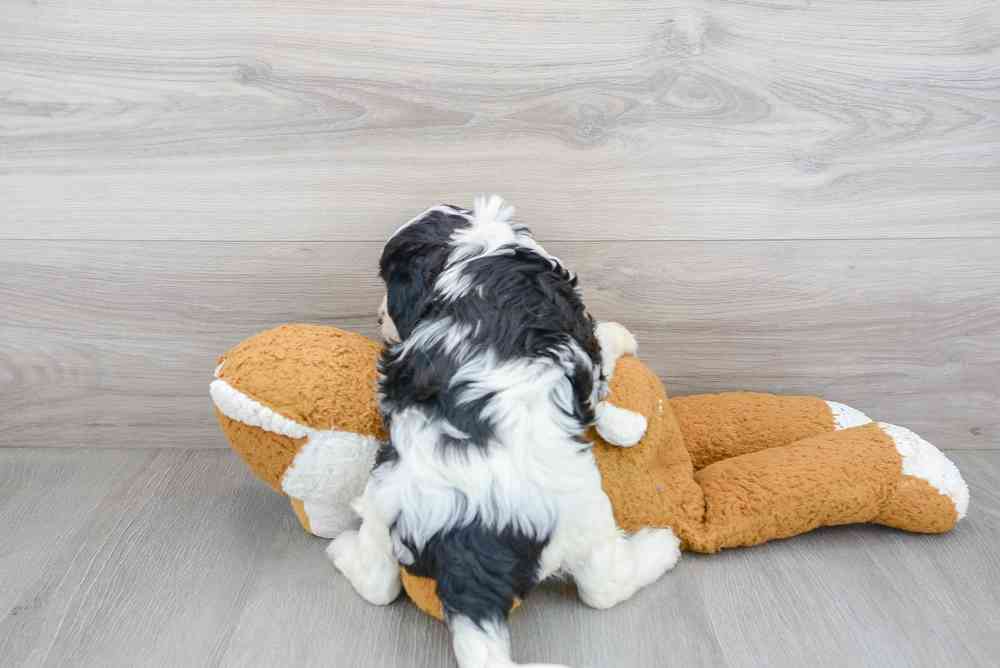 Male, Cavapoo, PV Pets
