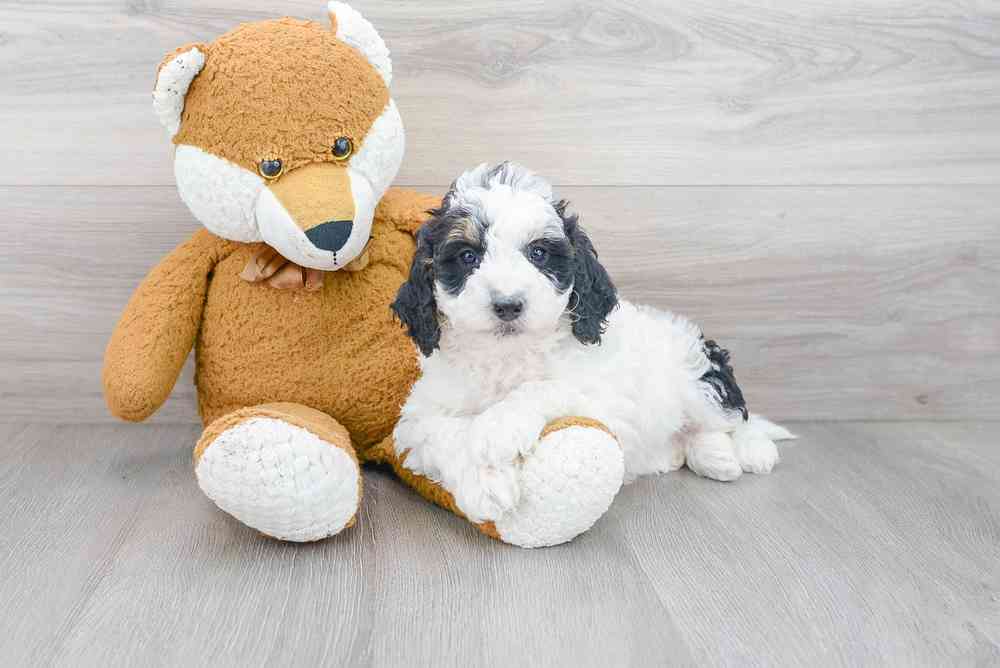 Female, Mini Bernedoodle, PV Pets
