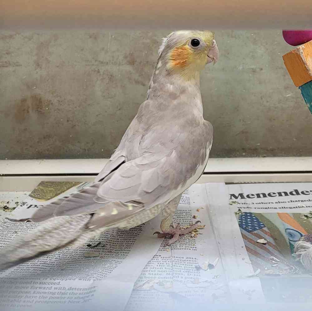 Bird