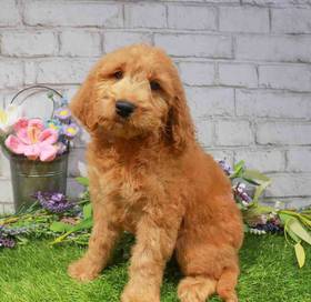 Mini Goldendoodle