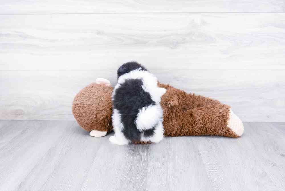 Female, Pomeranian, PV Pets