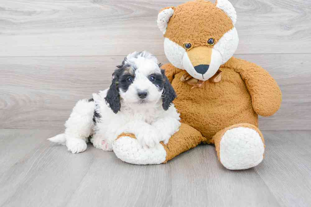 Female, Mini Bernedoodle, PV Pets