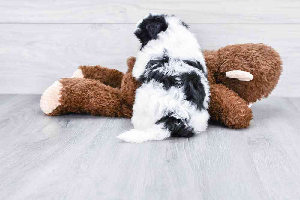 Male, Teddy Bear, PV Pets