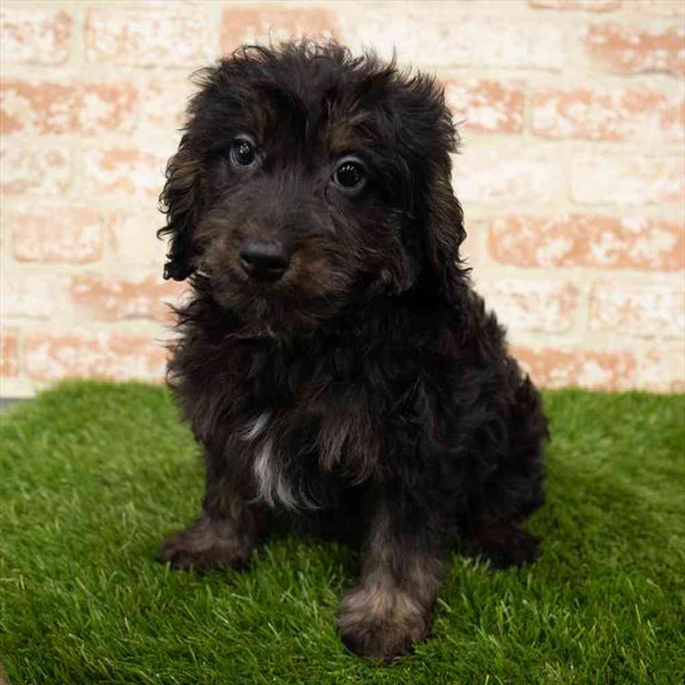 Male, Mini Bernedoodle, PV Pets