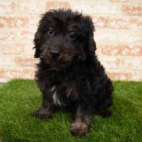 Mini Bernedoodle