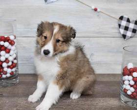 Sheltie