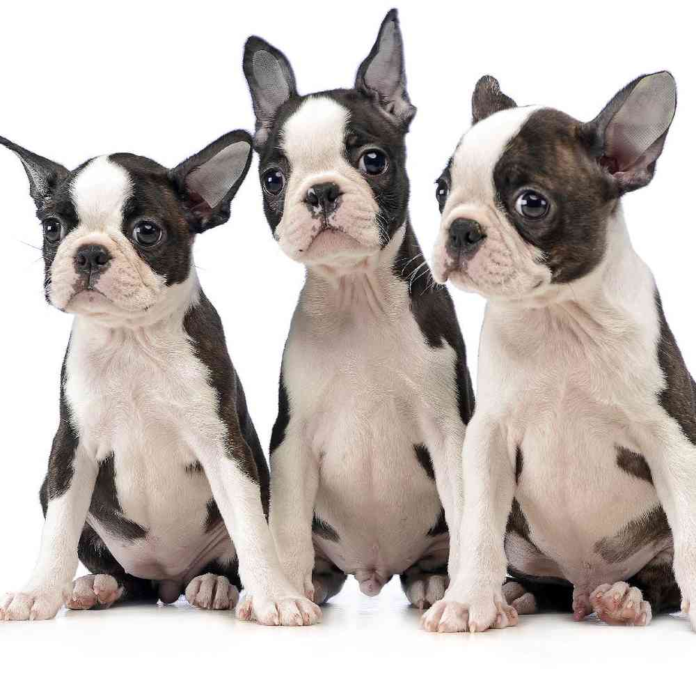 Boston Terrier
