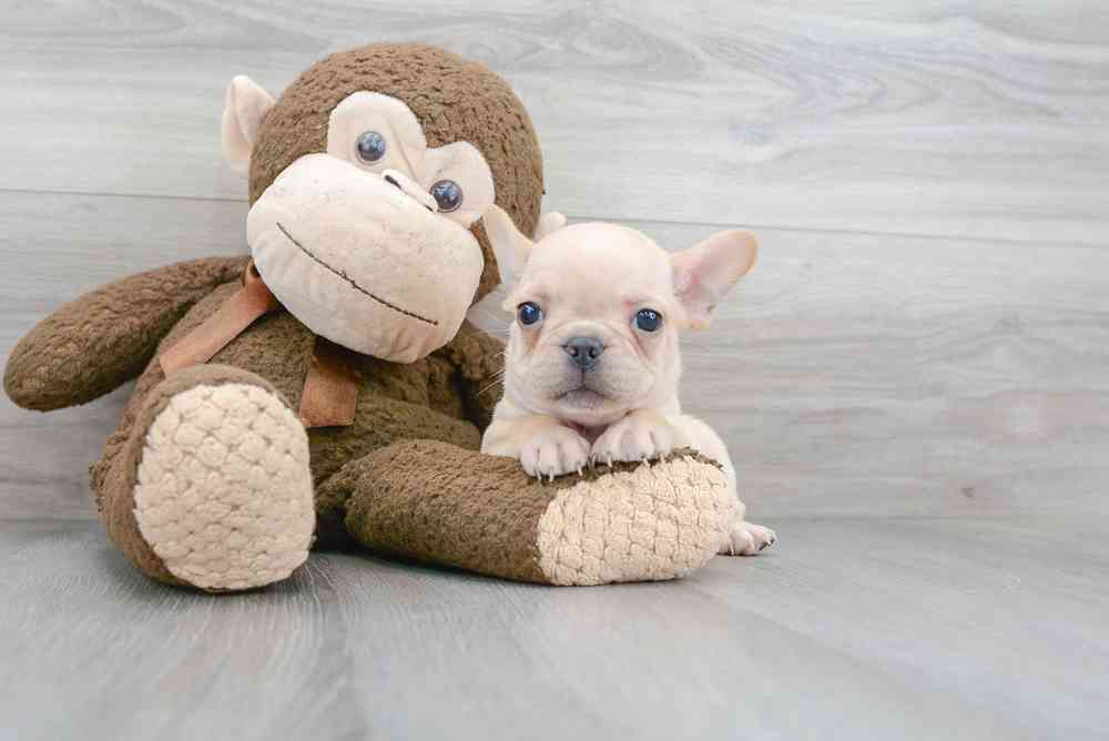 Male, French Bulldog, PV Pets
