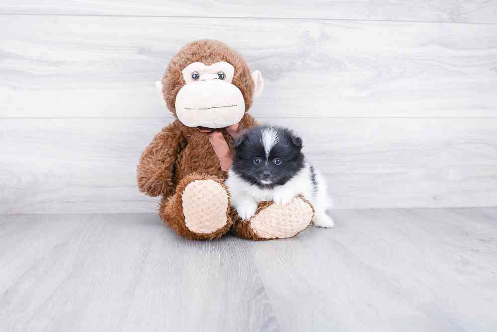Female, Pomeranian, PV Pets