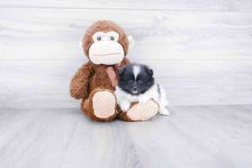 Pomeranian