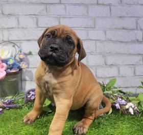 Bullmastiff