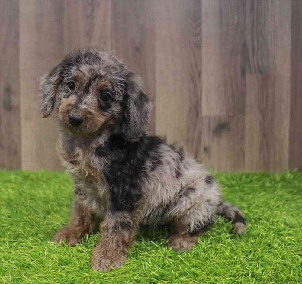 pet breed image
