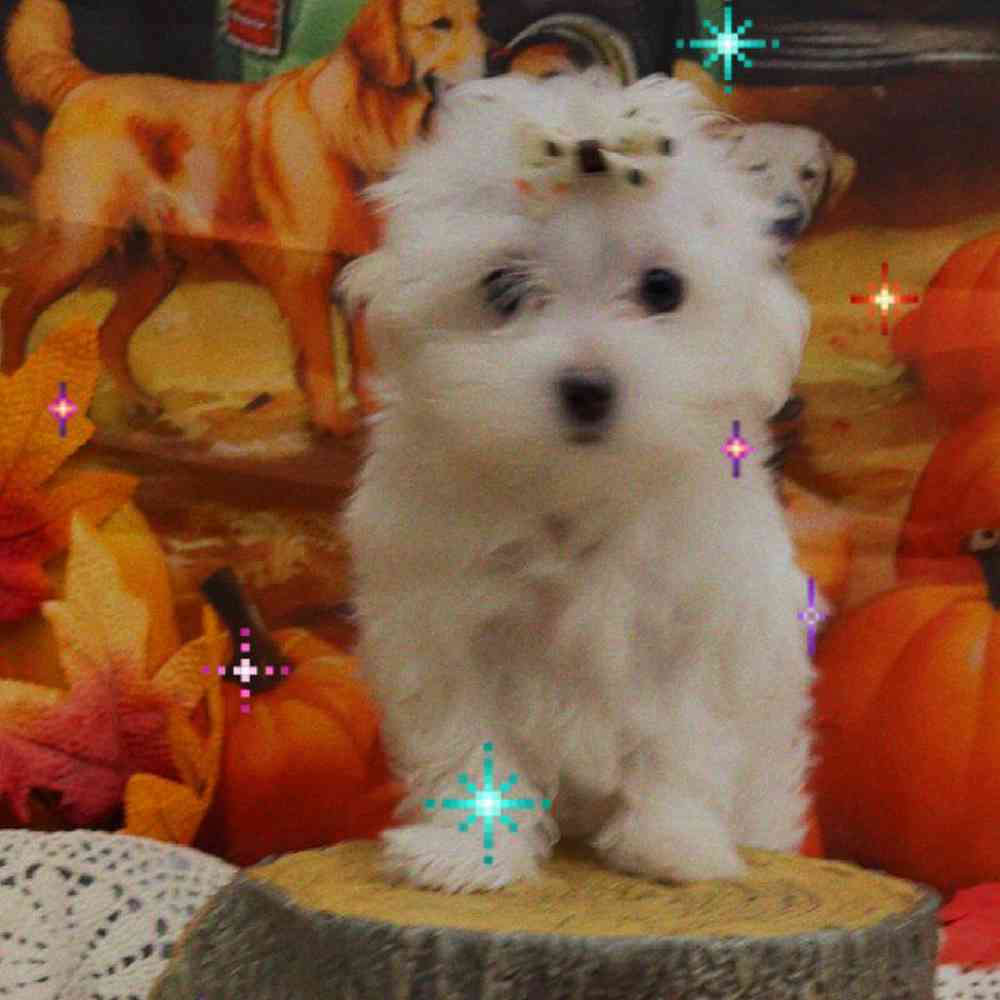 pet-img