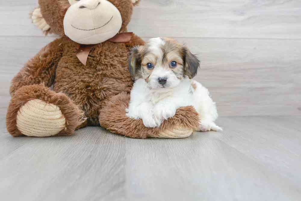 Male, Cavachon, PV Pets