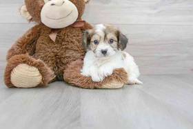 Cavachon
