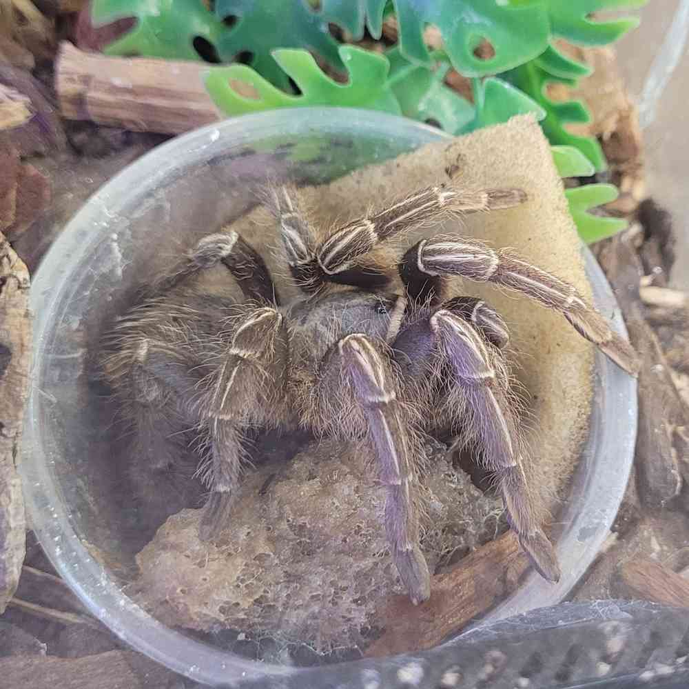 Stripe Knee Tarantula