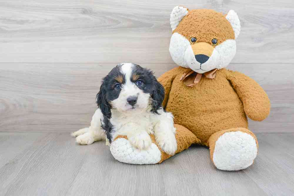 Male, Cavapoo, PV Pets
