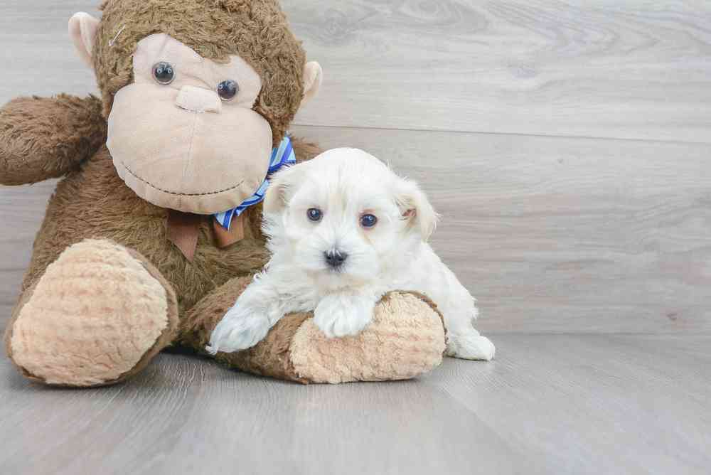 Male, Maltipoo, PV Pets