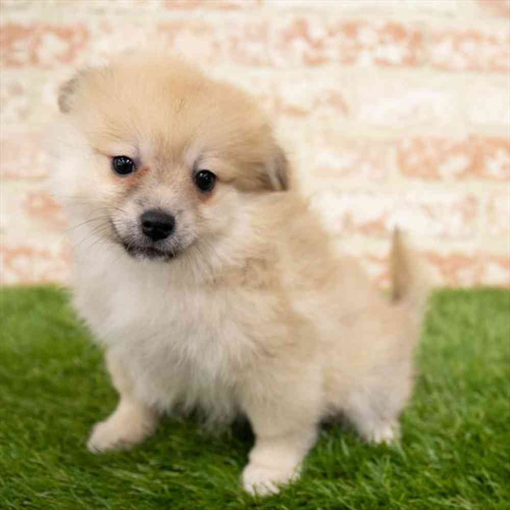 Male, Pomeranian, PV Pets