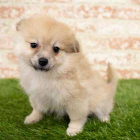Pomeranian